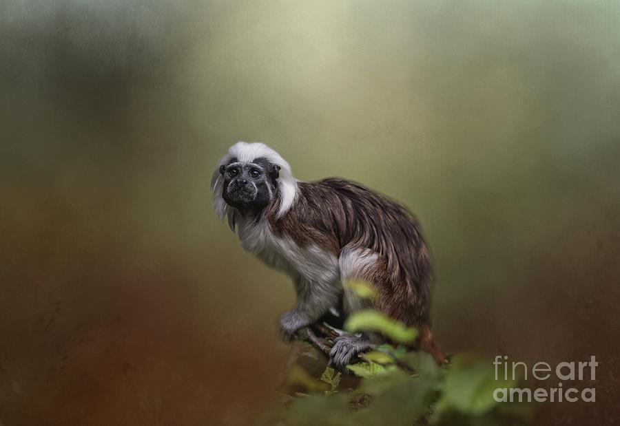 Monkey Photograph - Cotton-Top Tamarin by Eva Lechner