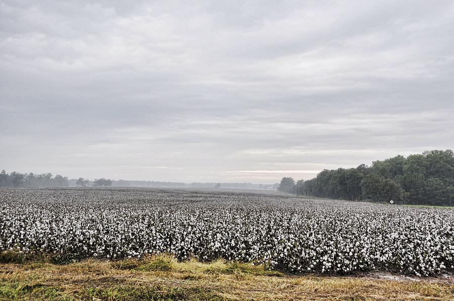 Cotton Under The Mist Photograph by Jan Amiss Photography