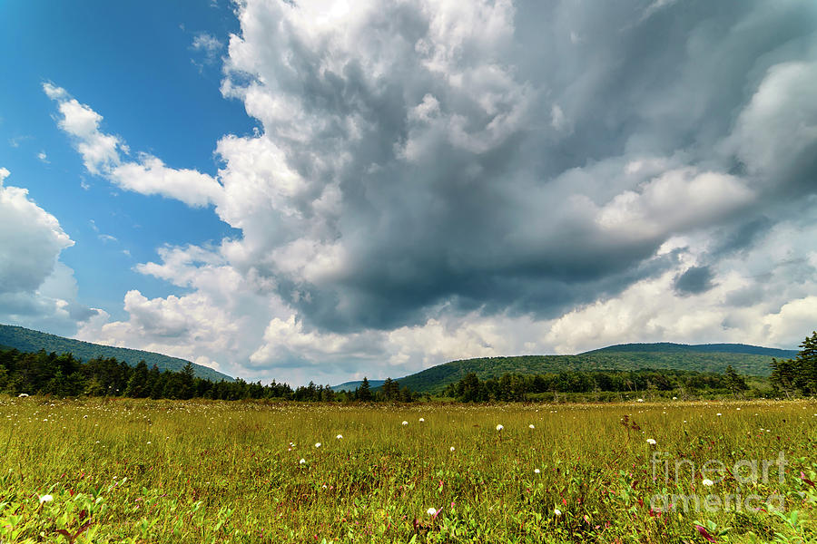 Cottongrass and Clouds Cranberry Glades Botanical Area Photograph by Thomas R Fletcher