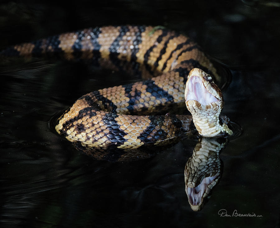 Cottonmouth 1760 Photograph by Dan Beauvais