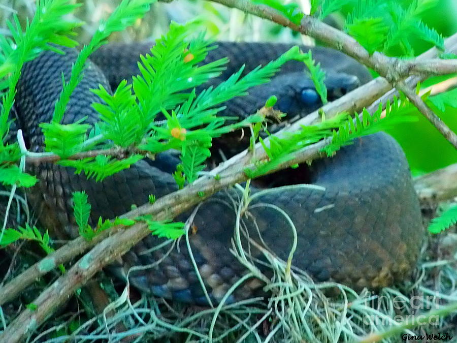 Cottonmouth Photograph by Gina Welch - Fine Art America