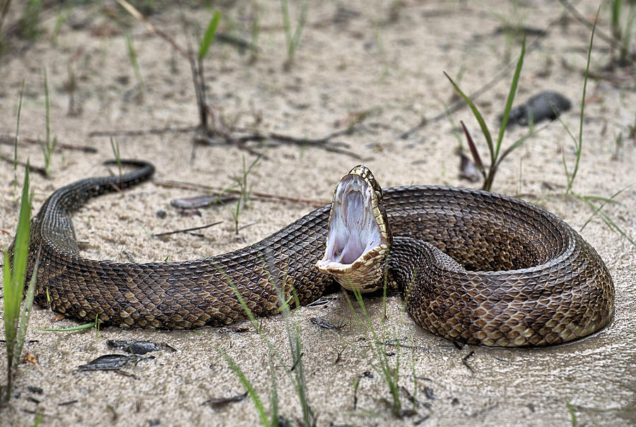Cottonmouth  Photograph by JC Findley
