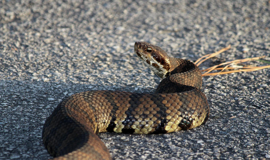 Cottonmouth Stare Photograph by Cynthia Guinn
