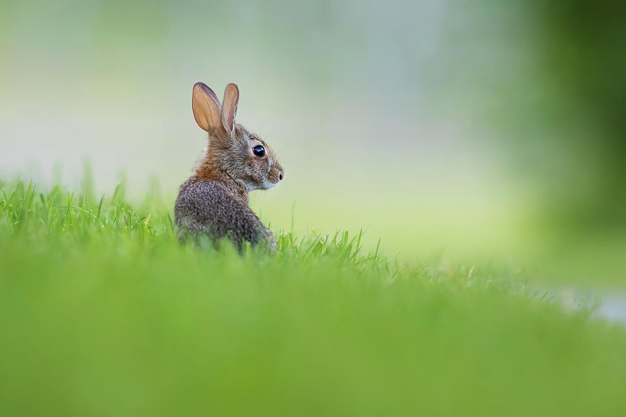 Wildlife Photograph - Cottontail baby by Mircea Costina Photography