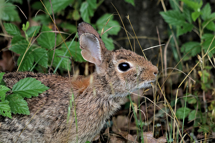 Cottontail Bunny Breakfast Photograph by Sheila Brown