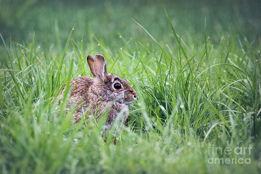 Cottontail Bunny Rabbit Photograph by Sharon McConnell