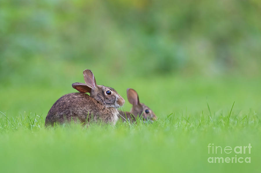 Wildlife Photograph - Cottontail Family by Mircea Costina Photography
