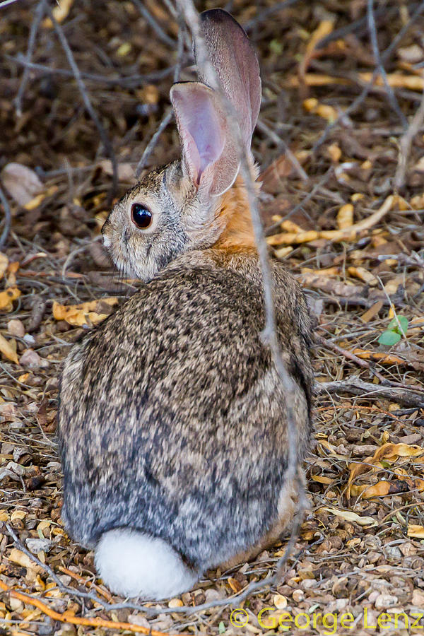 Nature Photograph - Cottontail by George Lenz