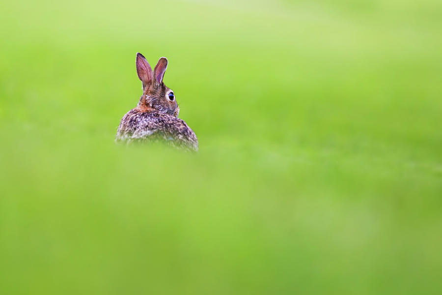 Cottontail in green Photograph by Mircea Costina Photography