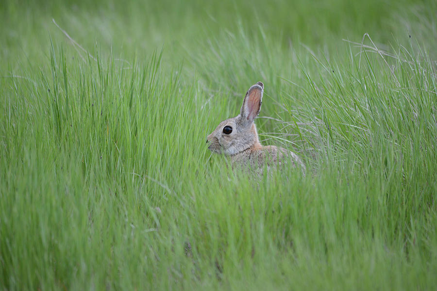 Cottontail in Meadow Photograph by Whispering Peaks Photography