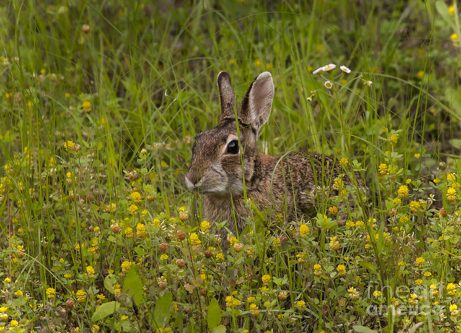 Cottontail In Yellow Clover Photograph by Robert Frederick