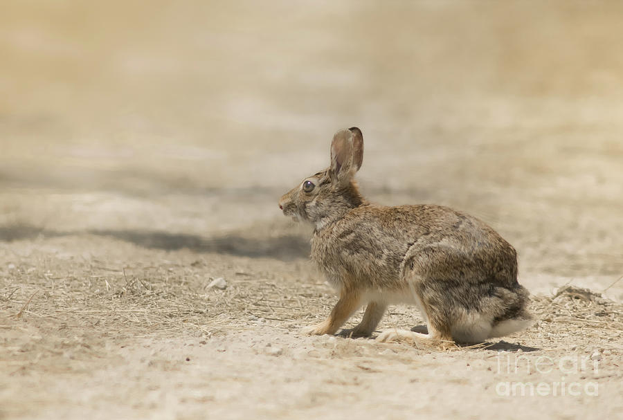 Cottontail On Dirt Road Photograph by Robert Frederick