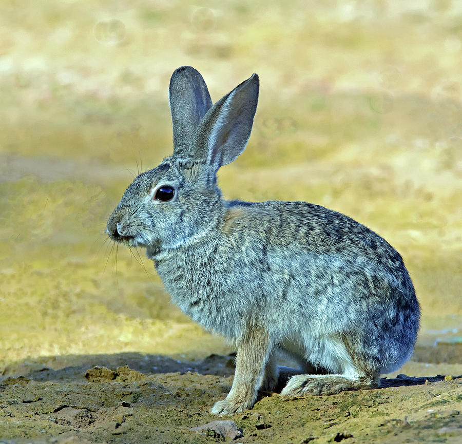 Cottontail Rabbit 1472-052218-1cr Photograph by Tam Ryan