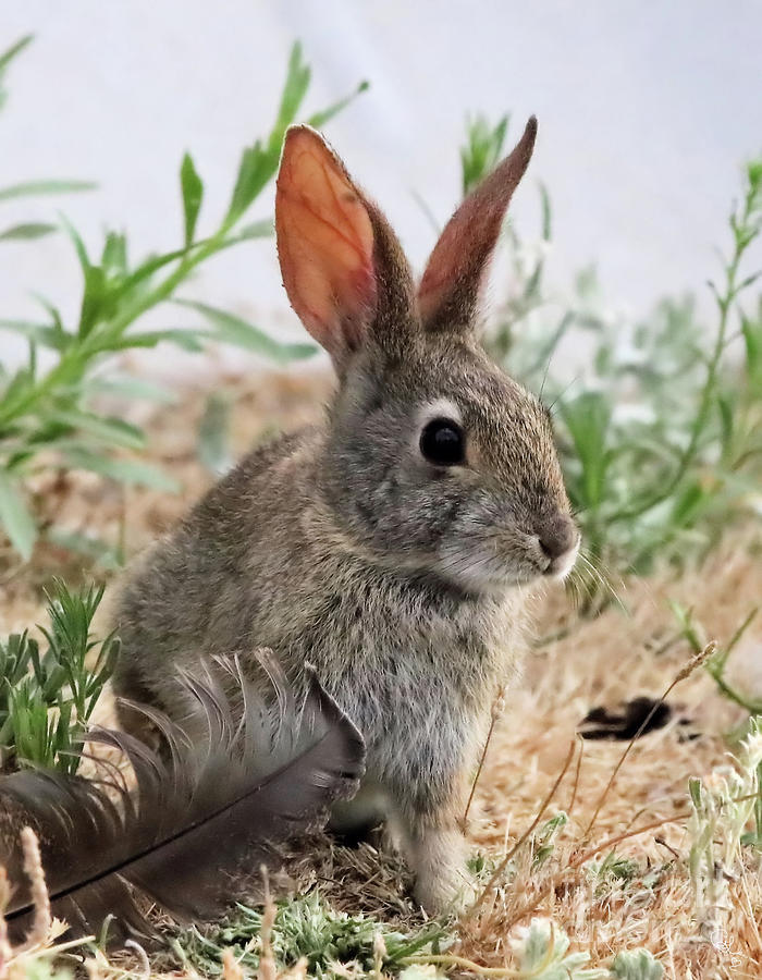 bashful cottontail bunny