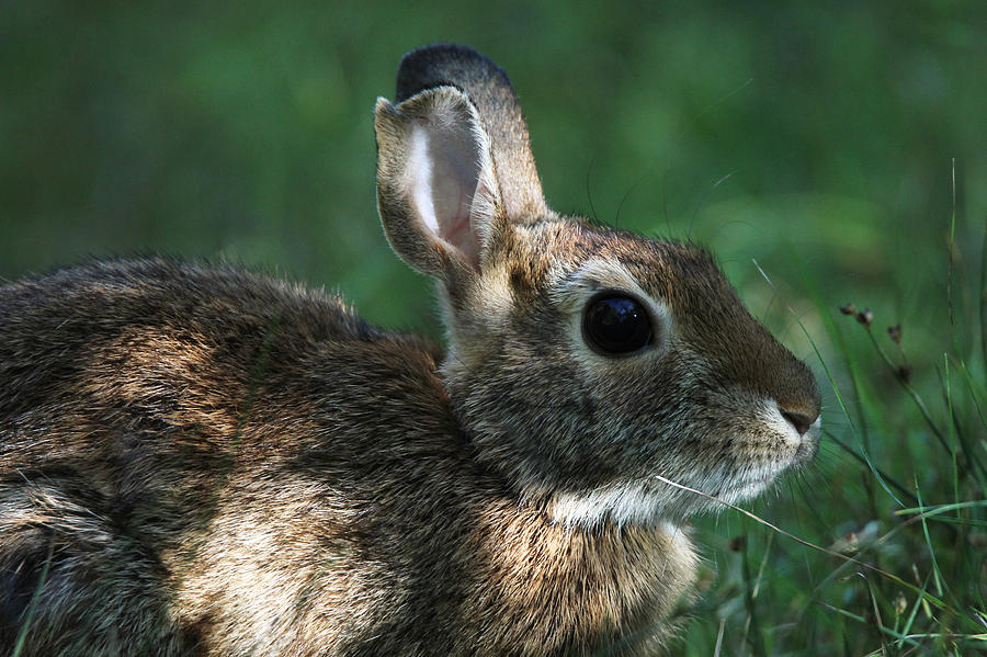 Cottontail Rabbit Great River New York Photograph by Bob Savage