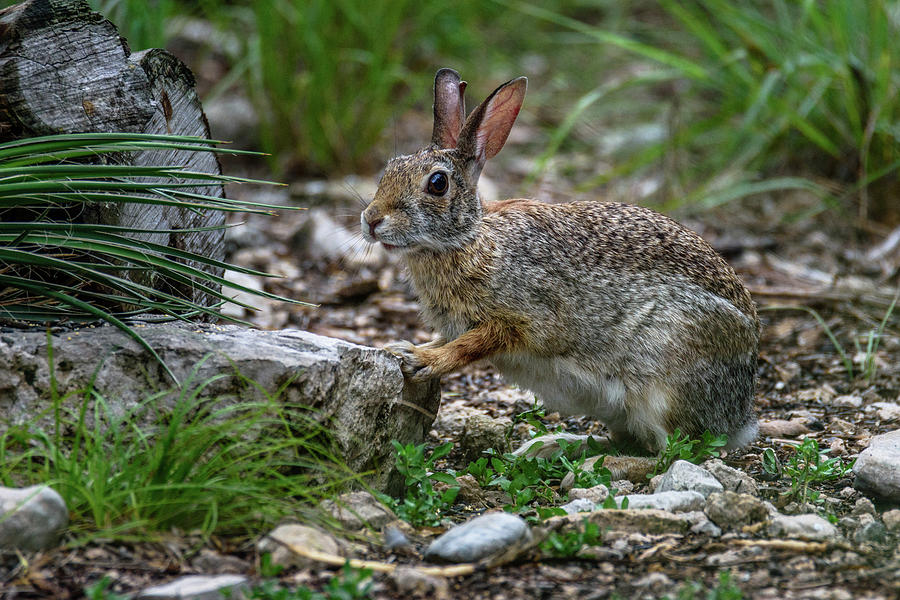 Cottontail Rabbit Hopping Along the Trail Photograph by Debra Martz