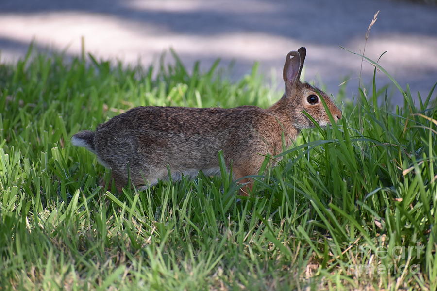 bunny in yard
