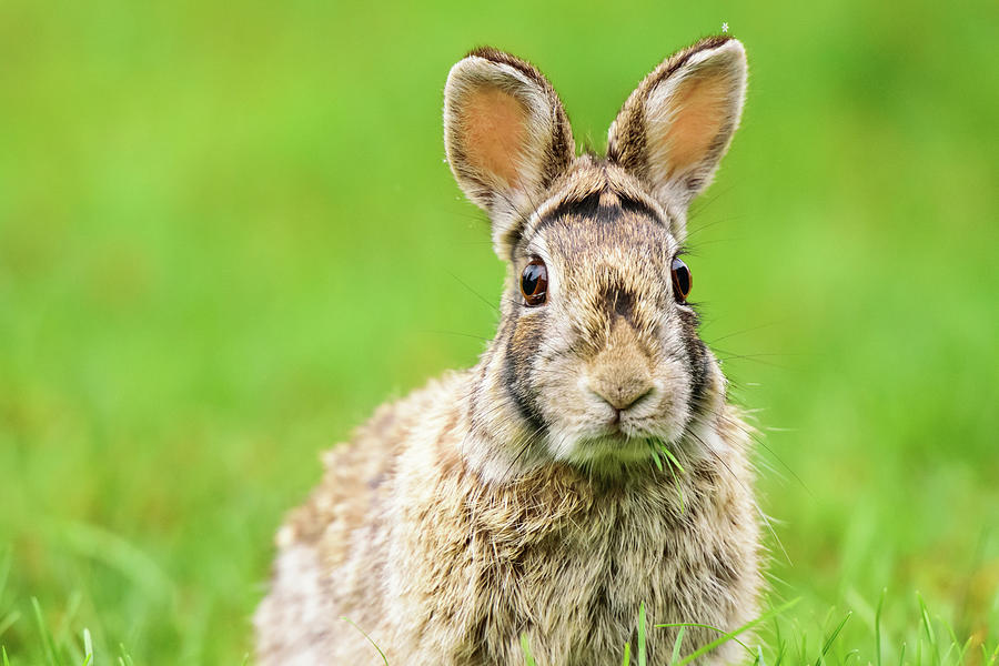 Cottontail Rabbit Photograph by Nebojsa Novakovic
