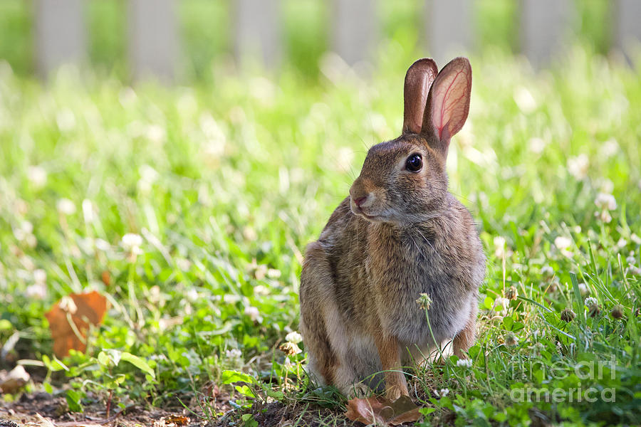 Cottontail Rabbit on a June Afternoon Photograph by Rachel Morrison