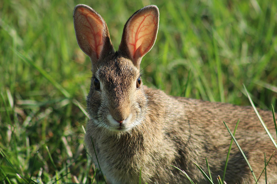 Cottontail Rabbit Orient Point New York Photograph by Bob Savage