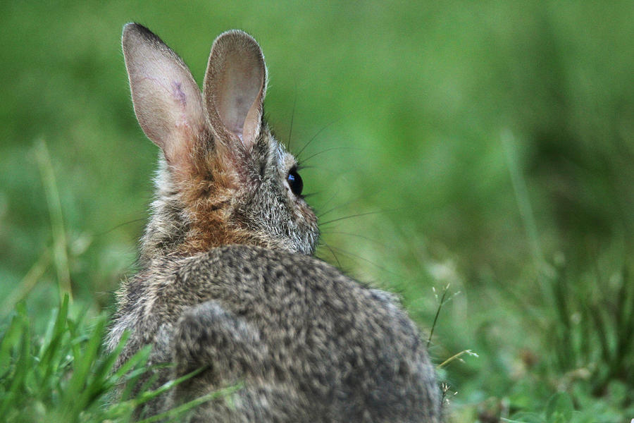 Cottontail Rabbit Stony Brook New York Photograph by Bob Savage
