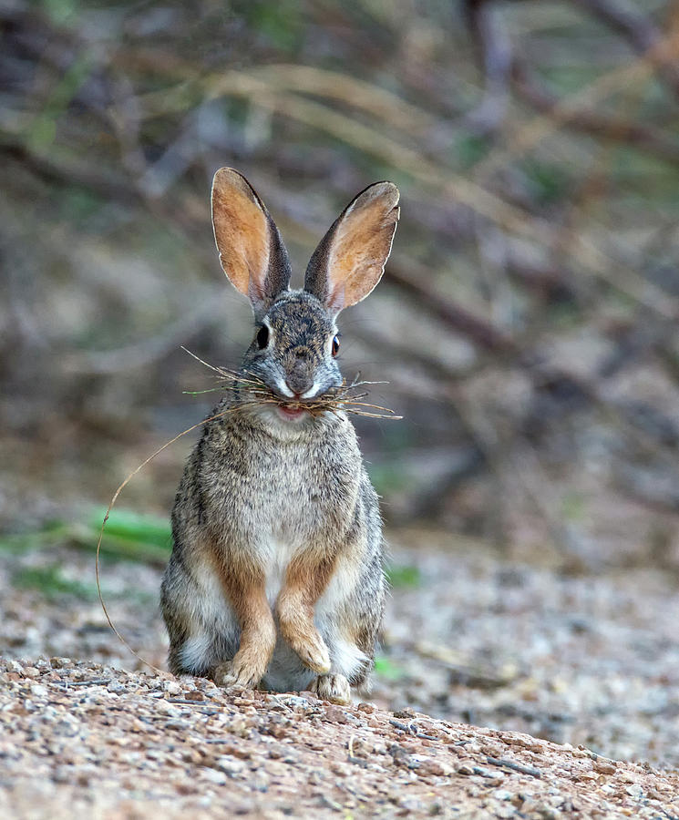 Cottontail Rabbit with Twigs 7278-042518-1cr Photograph by Tam Ryan