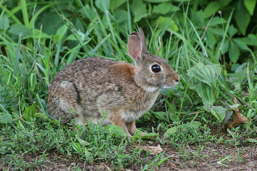 Cottontail Photograph by Ronnie Maum