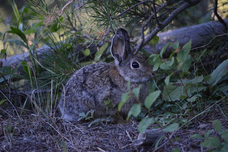Cottontail Photograph by Whispering Peaks Photography