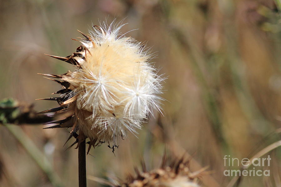 Cottonweed . 7D1334 Photograph by Wingsdomain Art and Photography