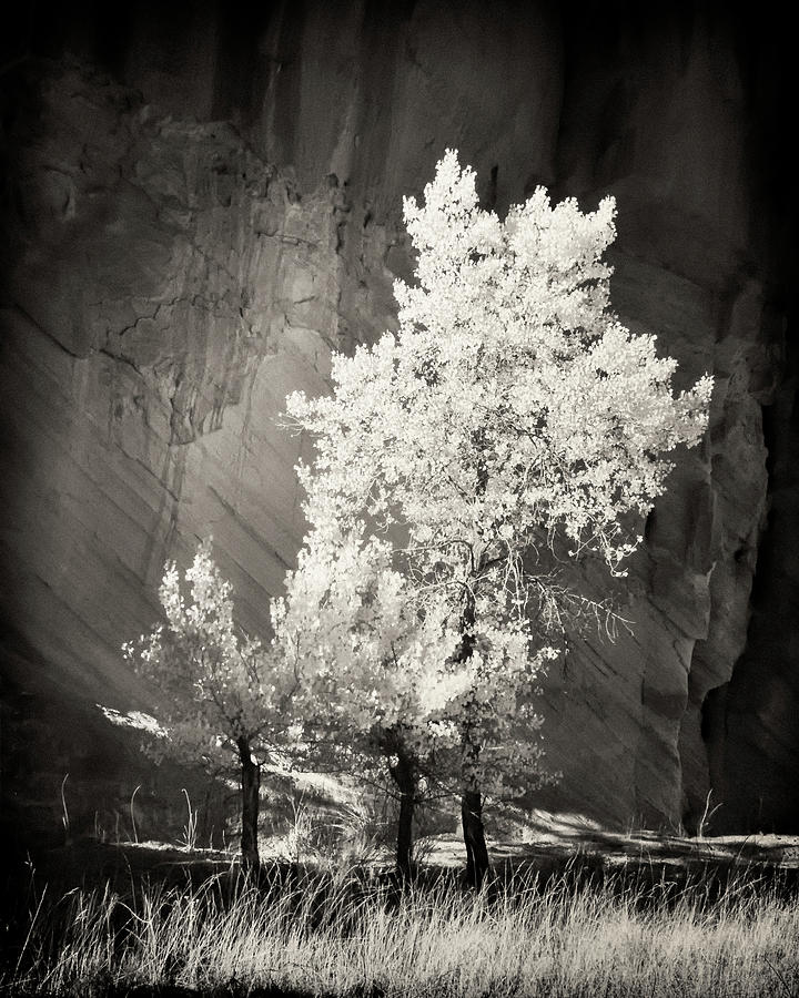 Capitol Reef National Park Photograph - Cottonwood and Canyon Wall by Joseph Smith