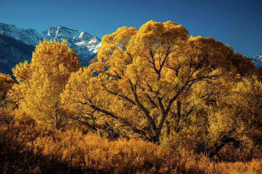 Mountain Photograph - Cottonwood and Willow by Dan Holmes