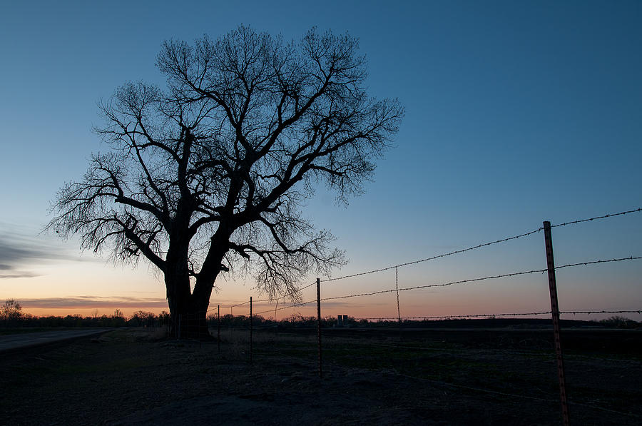 Cottonwood at Pre-dawn Photograph by Monte Stevens