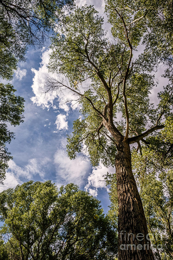 Cottonwood Beneath The Sky Photograph by Al Andersen
