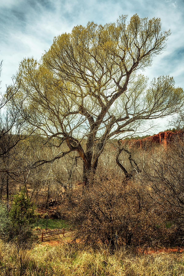 Cottonwood by Oak Creek Photograph by Belinda Greb