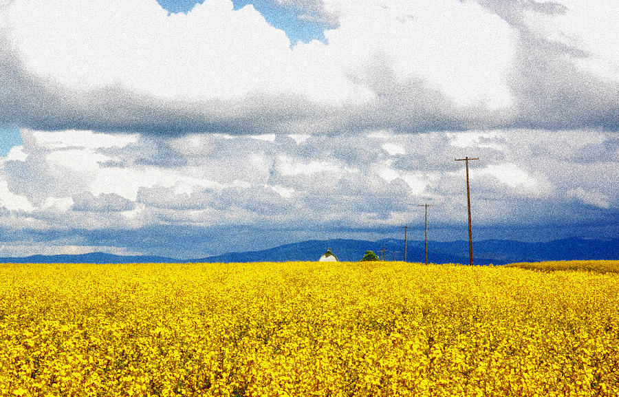 Cottonwood Canola Photograph by Ross Lewis