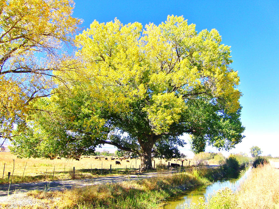 Cottonwood Colors Photograph by Marilyn Diaz