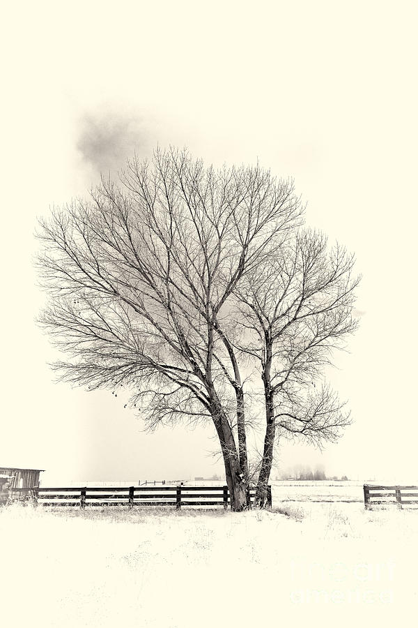 Winter Photograph - Cottonwood by Dianne Phelps