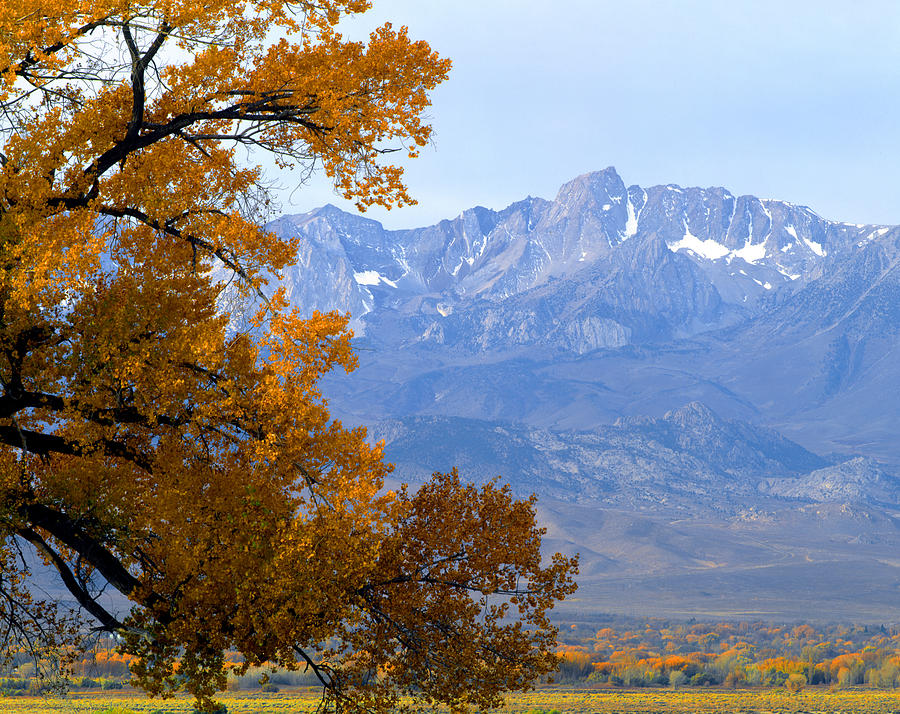 2A6754-Cottonwood in Owens Valley Autumn  Photograph by Ed  Cooper Photography