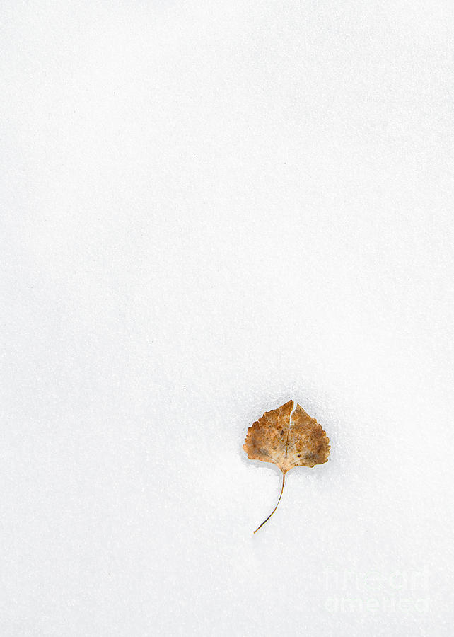 Cottonwood Leaf Photograph by Marianne Jensen