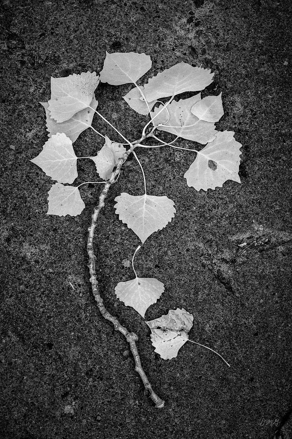 Abstract Photograph - Cottonwood Leaves BW by David Gordon