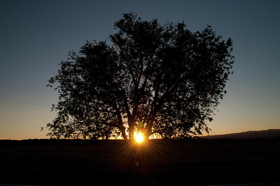 Cottonwood Sunset Photograph by Julia McHugh