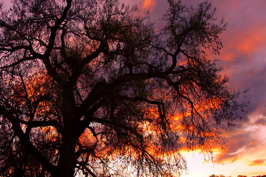 Cottonwood Sunset Silhouette Photograph