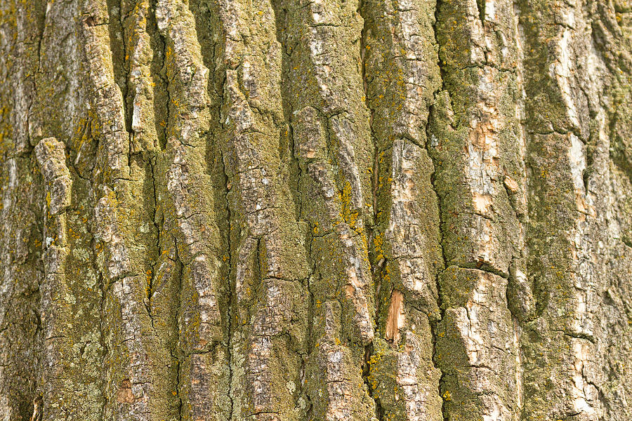 Cottonwood Tree Bark Texture Photograph