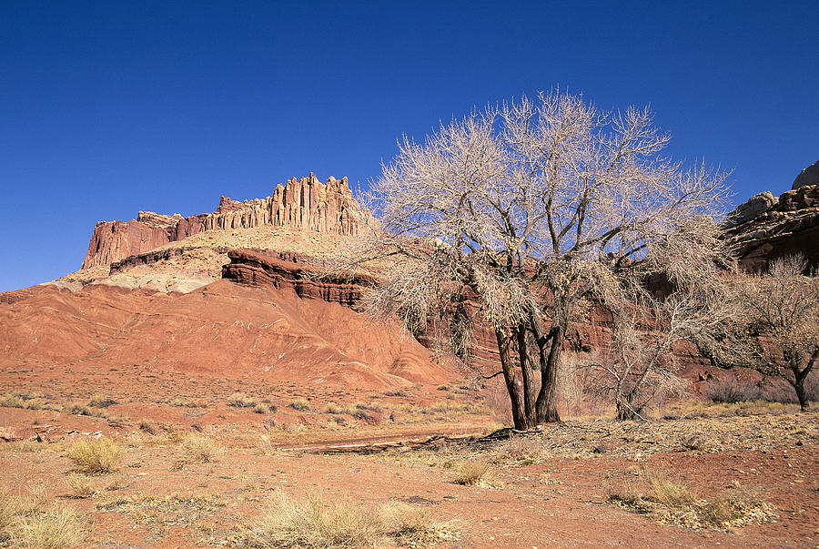 Cottonwood Tree, Capitol Reef Photograph by Buddy Mays