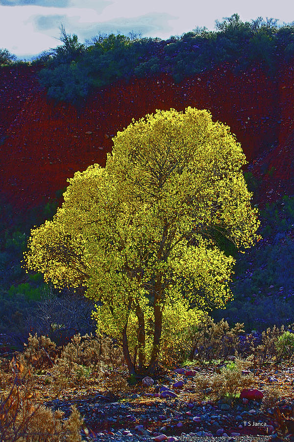 Cottonwood Tree Fall Leaves In The Sun Digital Art by Tom Janca