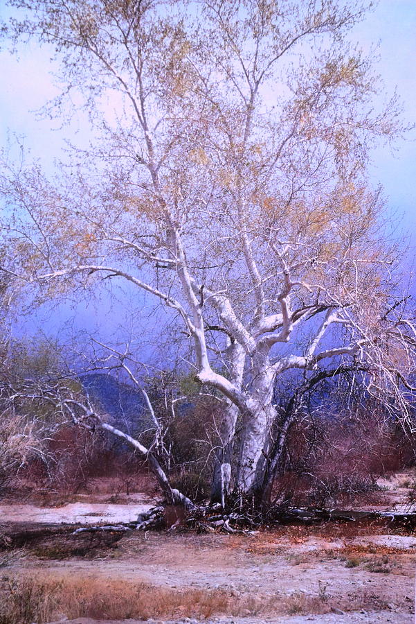 Cottonwood Tree Photograph by M Diane Bonaparte