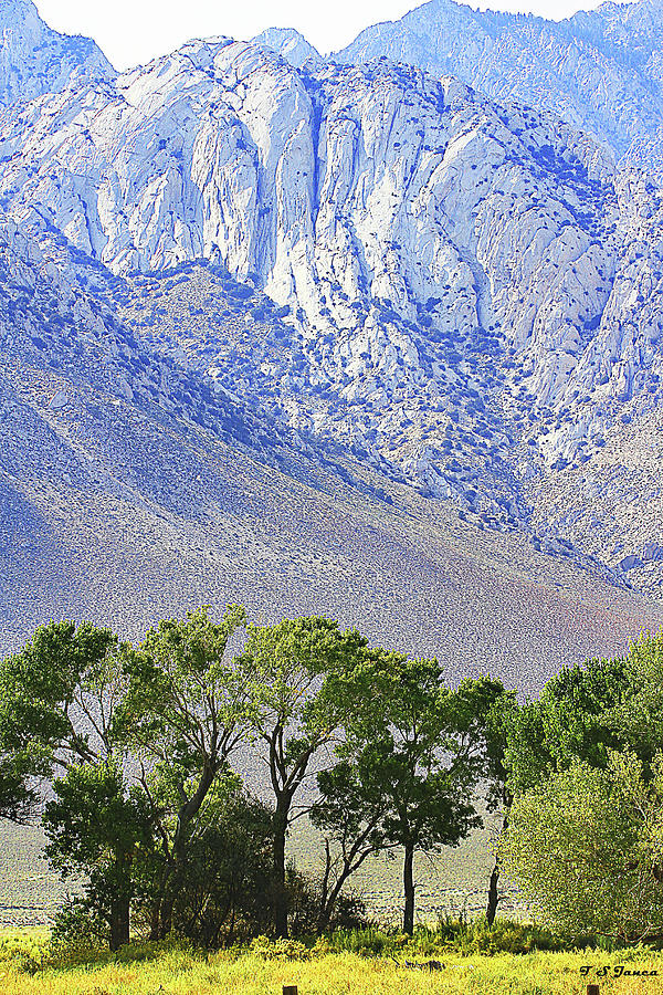 Cottonwood Trees On The Foot Of The Sierra Nevada Digital Art by Tom Janca