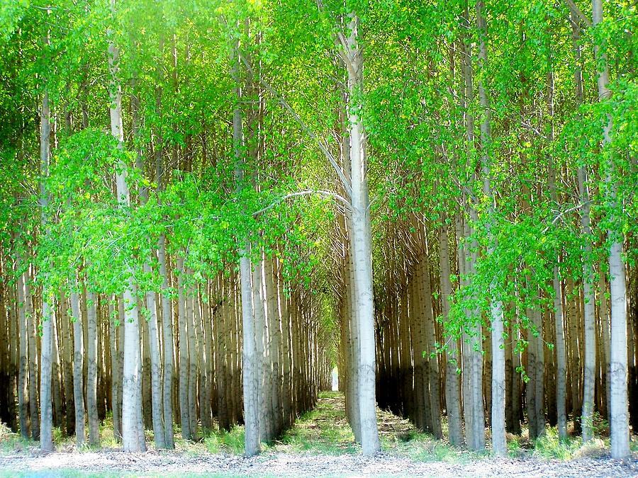 Cottonwood Trees Photograph by Terry Jones - Pixels