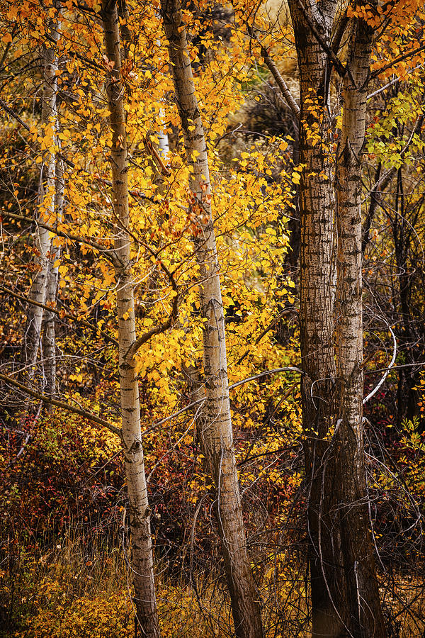 Cottonwoods autumn beauty in Boise Idaho Photograph by Vishwanath Bhat