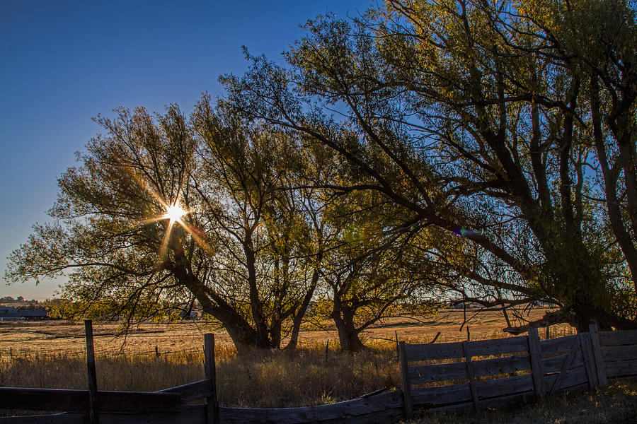 Tree Photograph - Cottonwoods Embrace the Sun by Alana Thrower